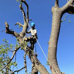 Sammy D’s Tree Service