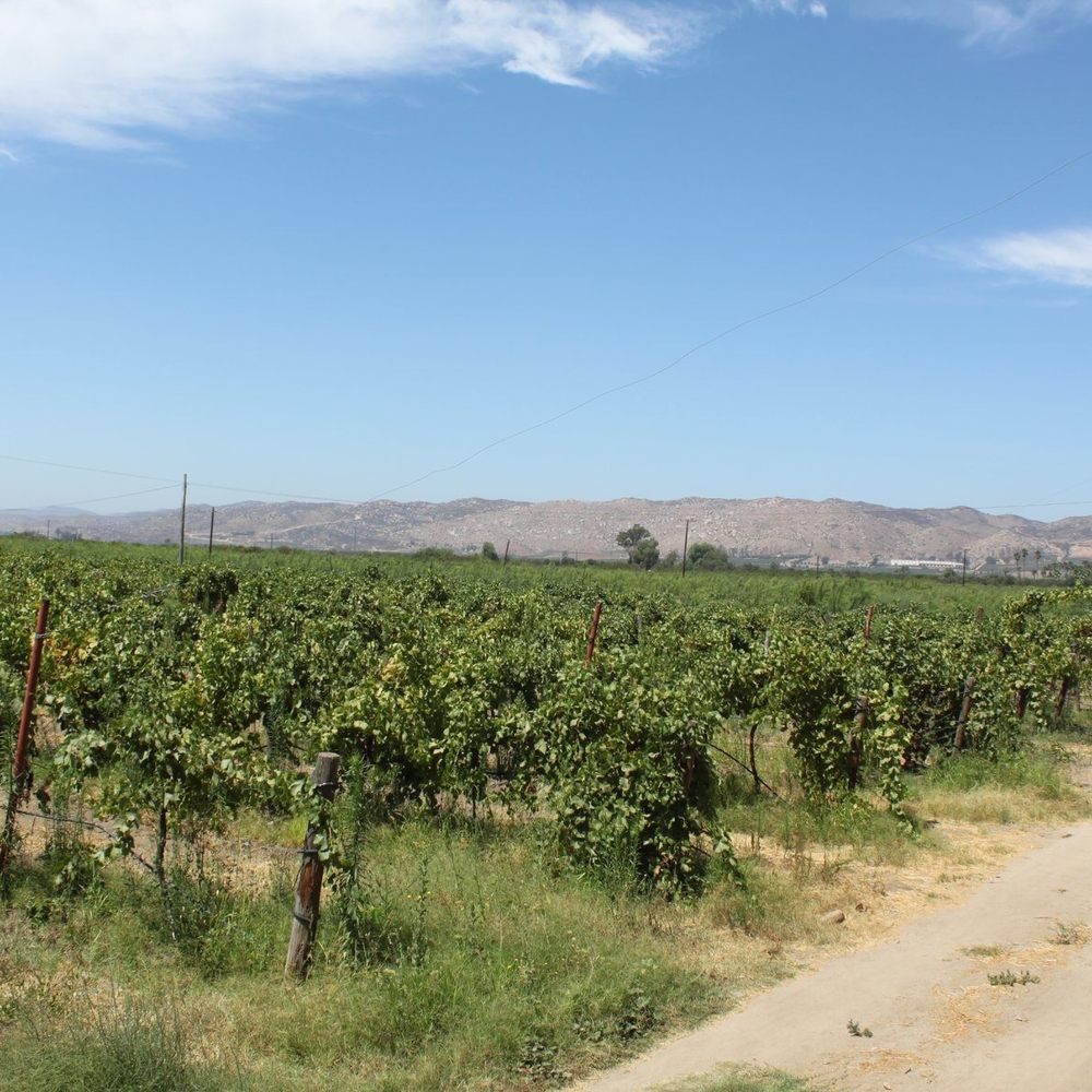La Casa de Doña Lupe - Wineries Near Me - Ensenada, BCN