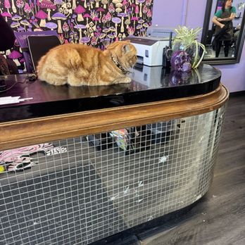 Talking Headz - Salon and their cat - Hair Salons Near Me - Philadelphia, Pennsylvania Talking Headz - Salon and their cat - Hair Salons Near Me - Philadelphia, Pennsylvania
