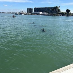 Groups of dolphins