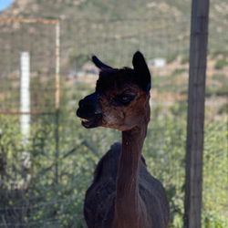 A Simpler Time Alpaca Farm And Mill - Alpaca
