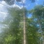Mendez Tree Service & Landscaping