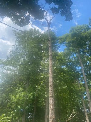 Mendez Tree Service & Landscaping