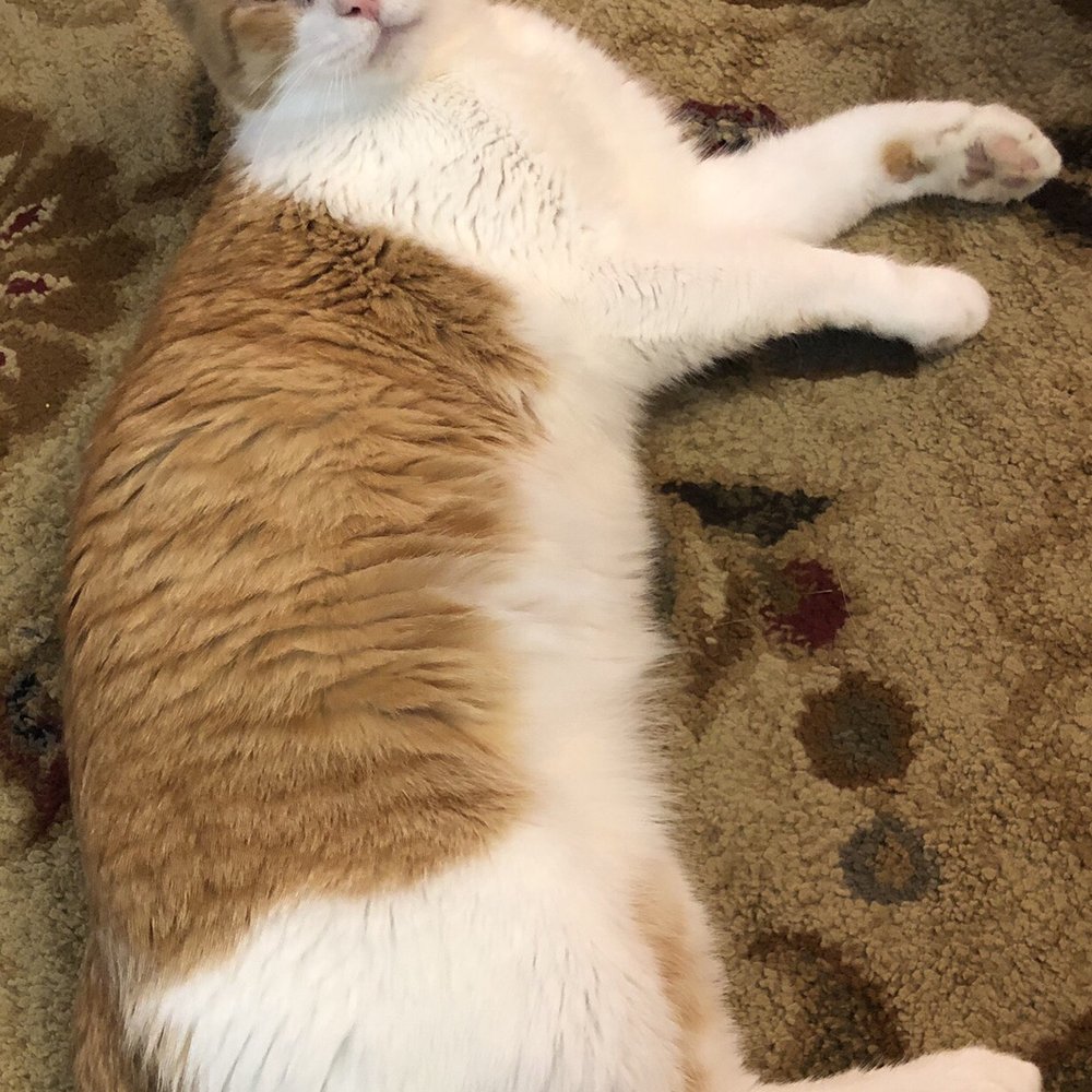 Karma Kat Cafe - Sheldon, an adoptable resident! - Pet Adoption Near Me - Mount Pleasant, Michigan Karma Kat Cafe - Sheldon, an adoptable resident! - Pet Adoption Near Me - Mount Pleasant, Michigan
