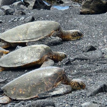 Punalu'u Black Sand Beach - Sea turtles - Beaches Near Me - Pahala, Hawaii Punalu'u Black Sand Beach - Sea turtles - Beaches Near Me - Pahala, Hawaii