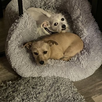 Rub My Belly Dog Care - Pet Sitting Near Me - Fort Worth, Texas