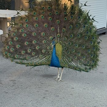 Castle Park - Peacock on full display! - Amusement Parks Near Me - Riverside, California Castle Park - Peacock on full display! - Amusement Parks Near Me - Riverside, California