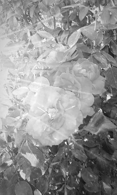 Rose Garden at Victory Park by null