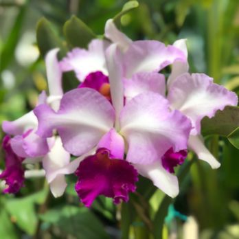 Foster Botanical Garden - More orchids - Botanical Gardens Near Me - Honolulu, Hawaii