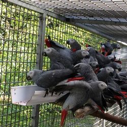 Cute Grey Parrots - african grey parrots for sale