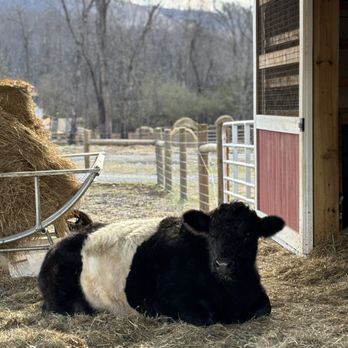 Belties - Coffee Roasteries Near Me - Nellysford, Virginia Belties - Coffee Roasteries Near Me - Nellysford, Virginia