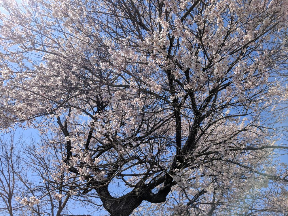 Blossoming Cherry Mental Health Counseling Services PC - grief counselor in Lynbrook, NY