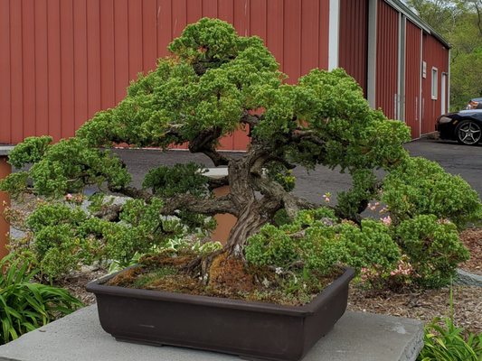 All Shapes Bonsai Nursery 230 Everitt Rd Ringoes Nj Garden Centers Mapquest