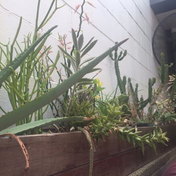 Hallowed Grounds Espresso - Plants along the walls out in the back - Coffee & Tea Near Me - Mt Gravatt, QLD