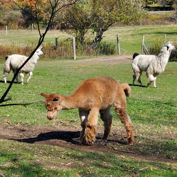 Clover Brooke Farm - Adorable Alpacas, Llama in the background. - Attraction Farms Near Me - Hyde Park, New York Clover Brooke Farm - Adorable Alpacas, Llama in the background. - Attraction Farms Near Me - Hyde Park, New York