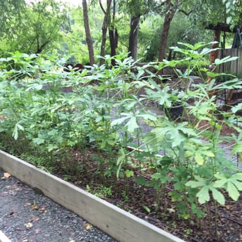 Canoe - Garden - New American Near Me - Atlanta, Georgia Canoe - Garden - New American Near Me - Atlanta, Georgia