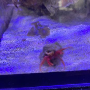 Fish Aquariums & Stuff - one of the resident saltwater crabs saying hello - Aquarium Services Near Me - Boise, Idaho Fish Aquariums & Stuff - one of the resident saltwater crabs saying hello - Aquarium Services Near Me - Boise, Idaho