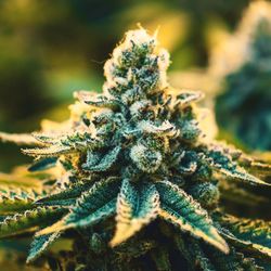 NuVue Pharma Dispensary Gunnison