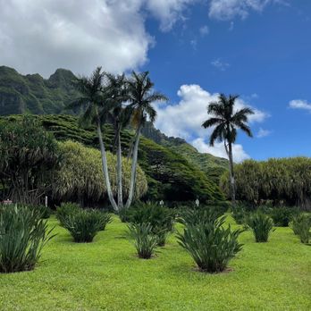 Hawaii Turtle Tours - Tours Near Me - Honolulu, Hawaii