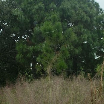 Miramar Pineland Park - Trees - Parks Near Me - Miramar, Florida