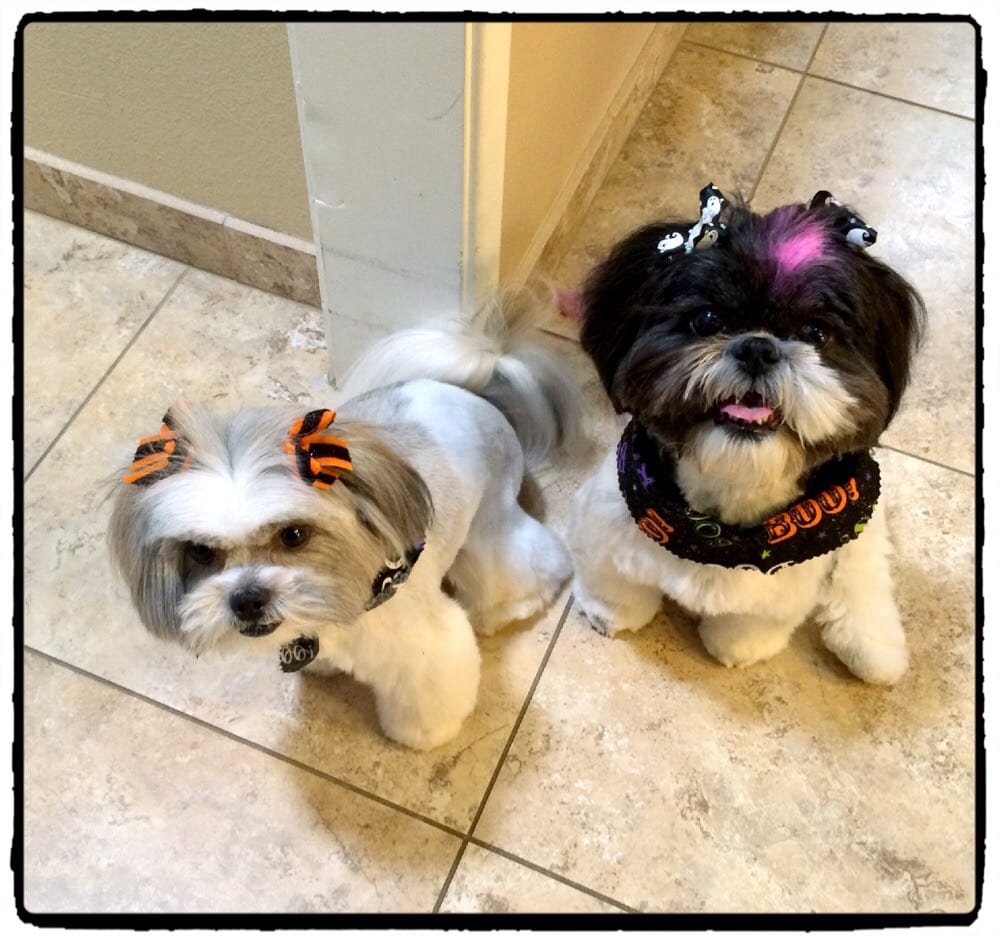 TONYA’S PINK POODLES Updated September 2024 39 Photos & 21 Reviews