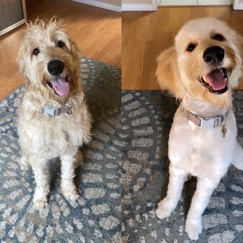 Bark Bath - Moorten before & after BarkBath full service grooming - Pet Groomers Near Me - Walnut, California
