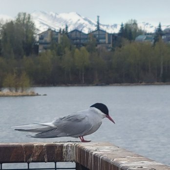 Westchester Lagoon - Boating Near Me - Anchorage, Alaska