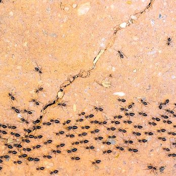 Tollgate Pest Control - Pest Control Near Me Tollgate Pest Control - Pest Control Near Me