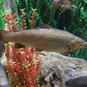Living Shores Aquarium - Brook Trout - Aquariums Near Me - Glen, New Hampshire