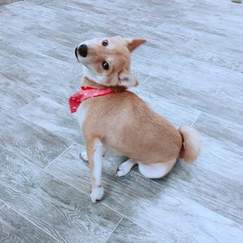Furry Tails - Pet Boarding Near Me - Dallas, Texas Furry Tails - Pet Boarding Near Me - Dallas, Texas