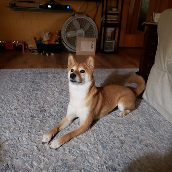Bamboo & Shibas - Nurseries & Gardening Near Me - West Linn, Oregon Bamboo & Shibas - Nurseries & Gardening Near Me - West Linn, Oregon