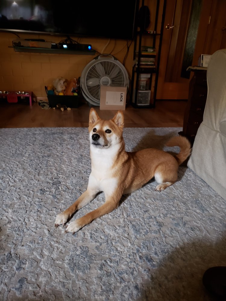 BAMBOO & SHIBAS Updated August 2024 2115 SW Borland Rd, West Linn