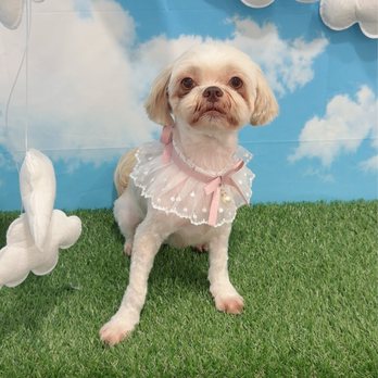 My Best Friend Dog Spa - Pet Groomers Near Me - Honolulu, Hawaii My Best Friend Dog Spa - Pet Groomers Near Me - Honolulu, Hawaii