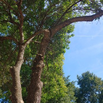 Proficient Tree Care - Tree Services Near Me - Eudora, Kansas