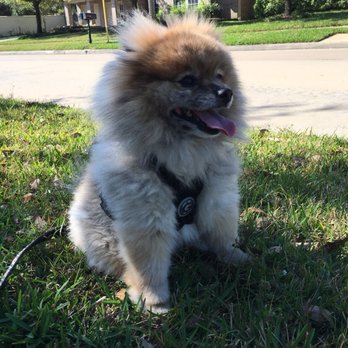 Heather's Mobile Pet Salon - Out Pomeranian right before his "grooming" DO NOT USE THIS business! - Pet Groomers Near Me - Tomball, Texas Heather's Mobile Pet Salon - Out Pomeranian right before his "grooming" DO NOT USE THIS business! - Pet Groomers Near Me - Tomball, Texas