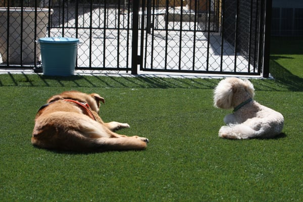 Canine To Five by null