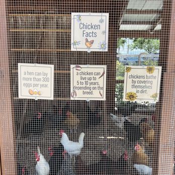Heritage Market - Chicken facts - Farmers Market Near Me - Homestead, Florida Heritage Market - Chicken facts - Farmers Market Near Me - Homestead, Florida
