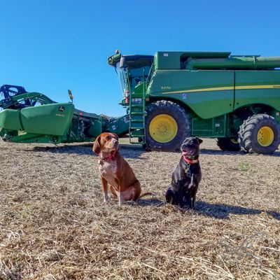 off leash k9 blacksburg