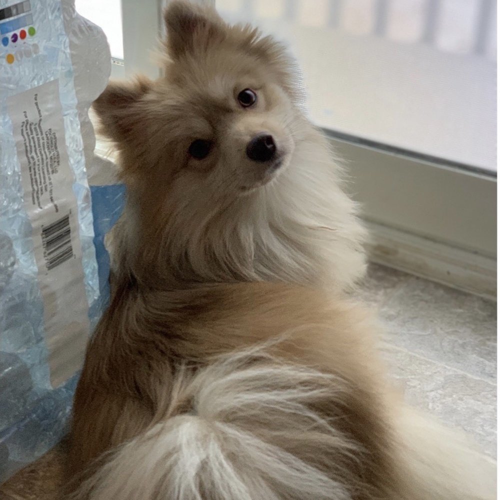 The Bark Shoppe - Dog - Pet Groomers Near Me - New York, New York