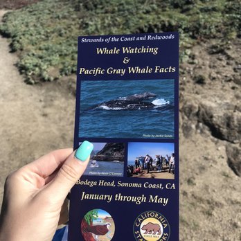 Sonoma Coast State Beach - Parks Near Me - Bodega Bay, California Sonoma Coast State Beach - Parks Near Me - Bodega Bay, California