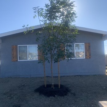 Moon Valley Nurseries - Majestic Ash - Tree Services Near Me - Chino, California Moon Valley Nurseries - Majestic Ash - Tree Services Near Me - Chino, California