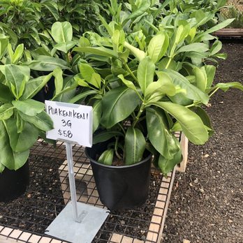 Mari's Gardens - Puakenikeni plant - Nurseries & Gardening Near Me - Mililani, Hawaii