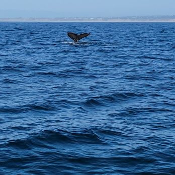 Discovery Whale Watch - Whale Watching Tours Near Me - Monterey, California