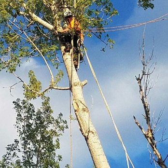 Ryans Tree Care & Services - lcottonwood removal - Tree Services Near Me - Loveland, Colorado Ryans Tree Care & Services - lcottonwood removal - Tree Services Near Me - Loveland, Colorado