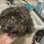 Photo of Southwoods Animal Hospital