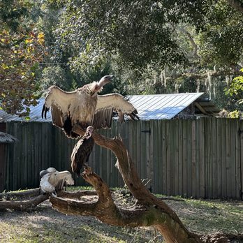 St. Augustine Alligator Farm Zoological Park - Vulture Enclosure - Zoos Near Me - Saint Augustine, Florida St. Augustine Alligator Farm Zoological Park - Vulture Enclosure - Zoos Near Me - Saint Augustine, Florida