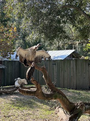 St. Augustine Alligator Farm Zoological Park by null