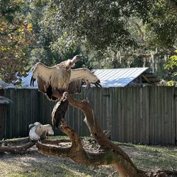 St. Augustine Alligator Farm Zoological Park - Vulture Enclosure
