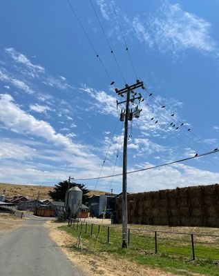 Point Reyes Farmstead Cheese Co by null