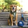 Photo of Calling All Dogs And Cats